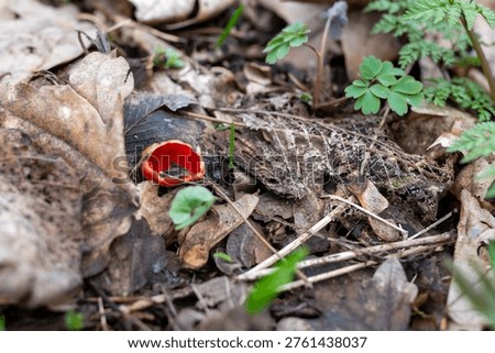 Unusual Ruby Elf Cup mushroom in the forest