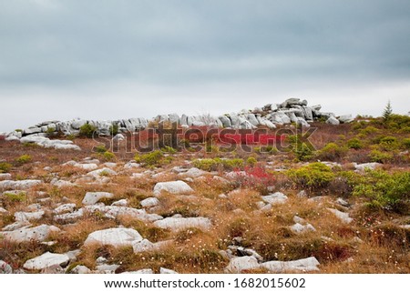 The unusual sandstone rock formations, carved by wind, ice and snow, along Rocky Ridge Trail in Dolly Sods Wilderness, West Virginia