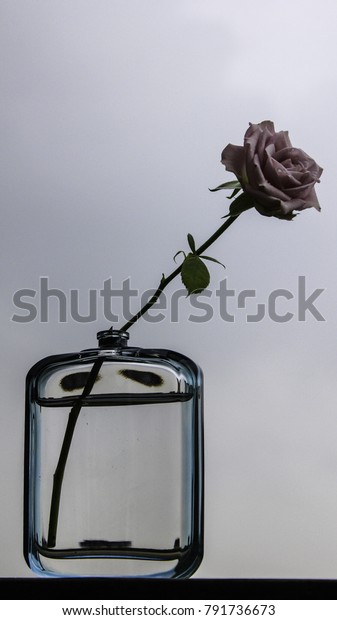 Unusual Shaped Vases Roses Stock Photo Edit Now 791736673