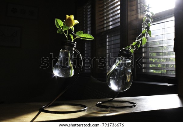 Unusual Shaped Vases Roses Stock Photo Edit Now 791736676