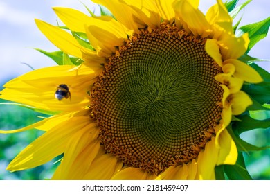 An unusual shot: a bumblebee in flight towards a flower. - Shutterstock ID 2181459407