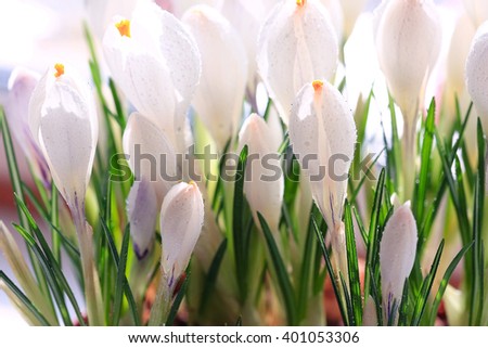 Similar – Image, Stock Photo tropical flow Flower Plant