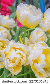 Unusual terry lush white and yellow tulips - Shutterstock ID 2273106345