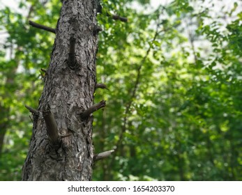 Unusual tree in the green forest