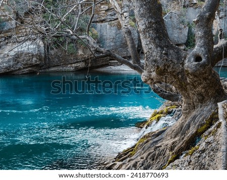 An unusual tree with a hollow grows near a mountain river. The tree's roots cling to the stones. Beautiful river landscape in the mountains, without people