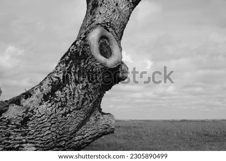 An unusual treetrunk, with natural features resembling a face, on a hilltop in west Wales, UK.
