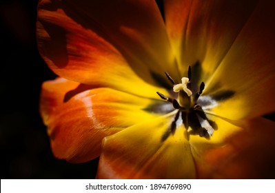 Unusual view from the side of one orange beautiful tulip. Blurry background. Focus on stamens, pistil and petals. Touch of sunlight. Isolated flower.