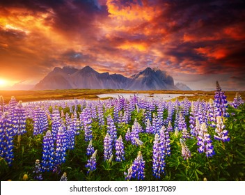 Unusual view of Stokksnes cape on sunset. Location place Vestrahorn (Batman Mount), Iceland, Europe. Scenic image of exotic world landmarks. Popular tourist attraction. Discover the beauty of earth.