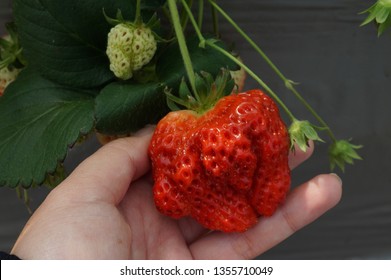 Unusual Weird Shape Ripe Red Strawberry, Non Commercialized Agricultural Product Shape, Wasted Ugly Fruit, Imperfect Produce