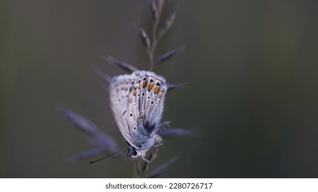 Unveiling the Enigmatic Beauty of Polyommatus Icarus: The Common Blue Butterfly - Shutterstock ID 2280726717