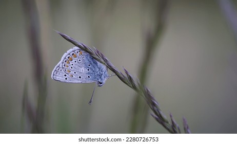 Unveiling the Enigmatic Beauty of Polyommatus Icarus: The Common Blue Butterfly - Shutterstock ID 2280726753