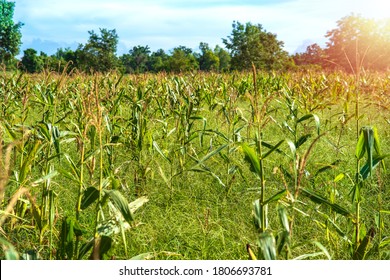 Unwanted Flora Or Weeds In Corn Field. Corn Field Full With Grasses.