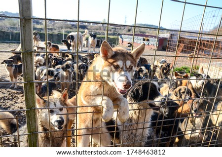 Unwanted and homeless dogs barking in animal shelter. Asylum for dogs. Stray dogs in living in terrible conditions in iron cage. Poor and hungry street dogs. Feral 