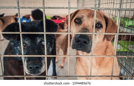 3,411 Captured dog Images, Stock Photos & Vectors | Shutterstock