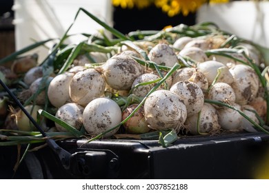 Unwashed Dirty White Onions Being Sold, Sitting On A Truck Bed, Located In A Farmers Market