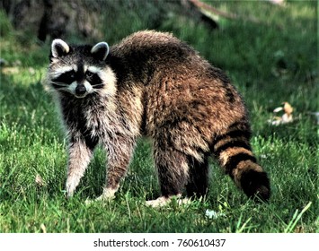 An Unwelcome Visitor Scavenging For Food In A Residential Area'