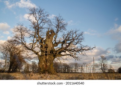 Upatu Oak, One Of The Biggest Oak In Latvia. 