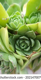 Upclose detailed image of a vibrant, green succulent plant displaying nature's beauty in sacred geometry.