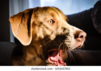 Upclose Dog Wide Eyed And Yawning Into Some Strong Light