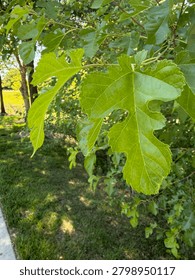 Upclose leaf background sky focus
