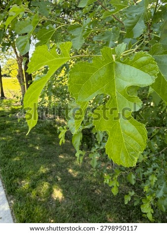 Upclose leaf background sky focus