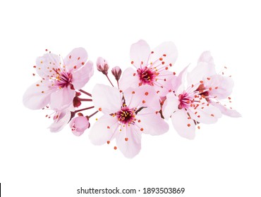 Up-close light pink Cherry blossoms ( Sakura) isolated on a white background.