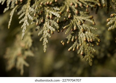 upclose perspective of pine needles