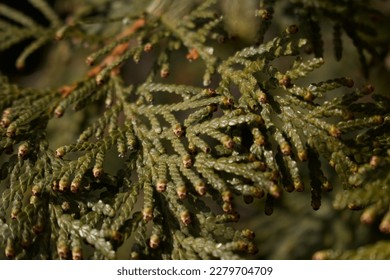 upclose perspective of pine needles