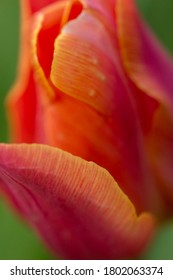 Upclose Photo Showing The Texture And Delicate Details Of A Beautiful Red Tulip Against A Green Background