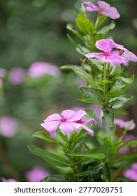 An upclose potrait of a flower
