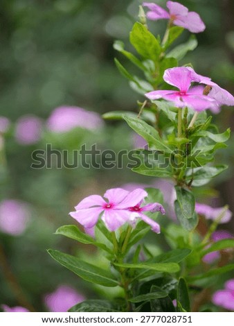 An upclose potrait of a flower