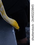 An up-close shot of a stunning Albino Burmese Python (Python bivittatus or Python molurus bivittatus), with its distinctive yellow and white patterns. The snake