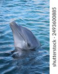 Upclose snapshot of a Common Bottlenose Dolphin