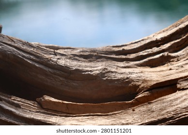 Upclose view of a natural rustic fallen tree floating atop a lake.