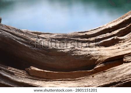 Upclose view of a natural rustic fallen tree floating atop a lake.