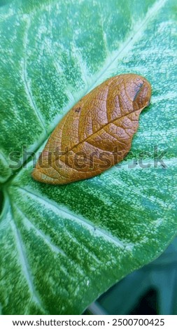 Upclosed view of fallen leaf