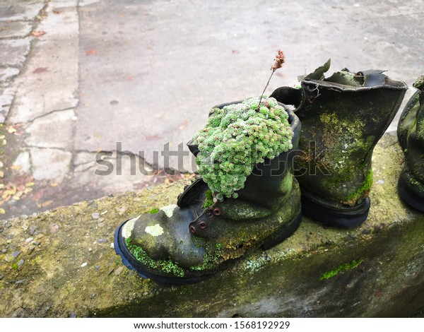 Upcycle old things creatively! Succulent plants\
and moss and wild plants growing in upcycled old leather boots on\
brick divider wall in alternative garden. Eco friendly concept art\
with copy space.
