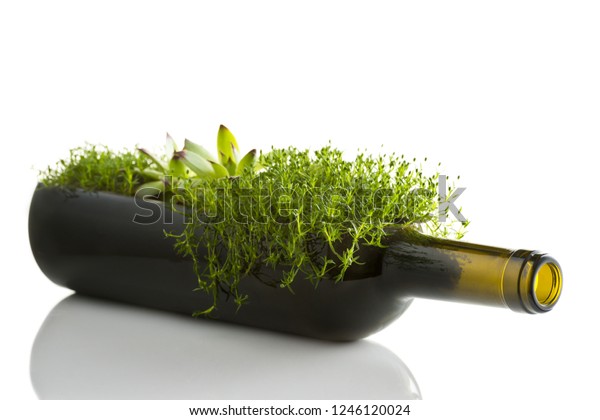 Upcycled Wine Bottle Vase Green Plant Stock Photo Edit Now