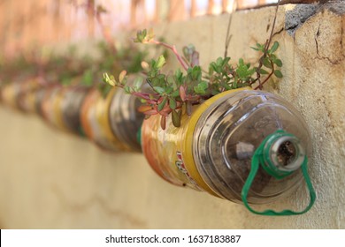 Upcycle/recycled Water Bottle With Flower Plant 