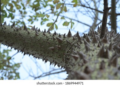 Uper View Of Sandbox Tree With A Spiky Trunk