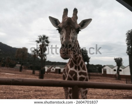 Upfront giraffe portrait close up