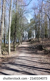 An Uphill Path In A Springtime Forest