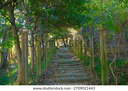 An uphill path in the woods