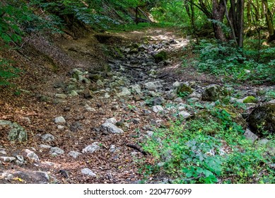 An Uphill Rocky Path Leading Through A Forest