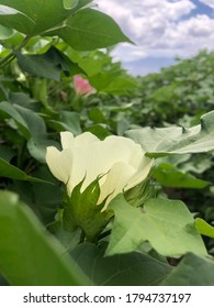 Upland Cotton Flower In Cotton Field In Arizona