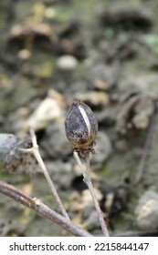 Upland Cotton Open Seed Capsule - Latin Name - Gossypium Hirsutum