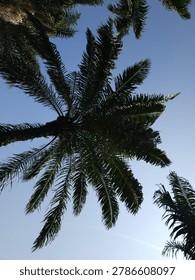 Uplifting and immersive, capturing the quintessential feeling of shade, shelter, and tropical warmth.