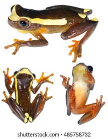 Upper Amazon Treefrog (Dendropsophus bifurcus) in three poses, from Ecuador.