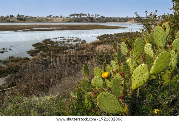 Upper back bay ecological reserve Newport Beach\
California on a sunny day