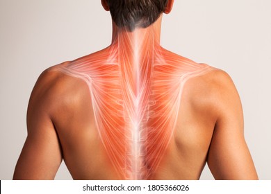 Anatomie der oberen Rückenmuskulatur, menschlicher Körper